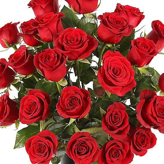 TWO-DOZEN-RED-ROSES-02
