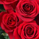 TWO-DOZEN-RED-ROSES-03