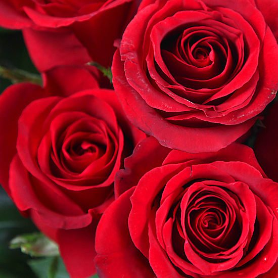 TWO-DOZEN-RED-ROSES-03